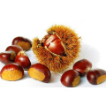 AGOLYN Top Grade Harvesting Fresh Chestnuts